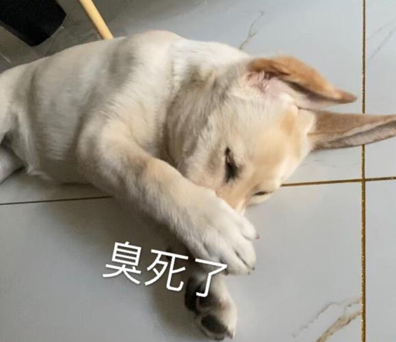 臭表情包_搞怪臭表情包，聊天逗趣需谨慎！