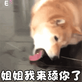 舔狗表情图_幽默自嘲表情包，朋友间调侃好选择