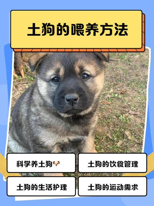 土狗配种过程_选对公母狗，备好物资，顺顺利利生小崽！
