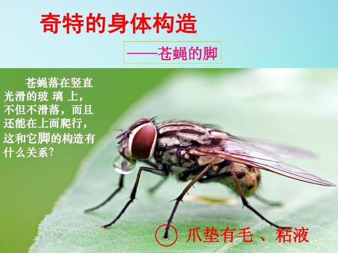 苍蝇解剖结构图_头部身体细节展示，教学研究科普必备