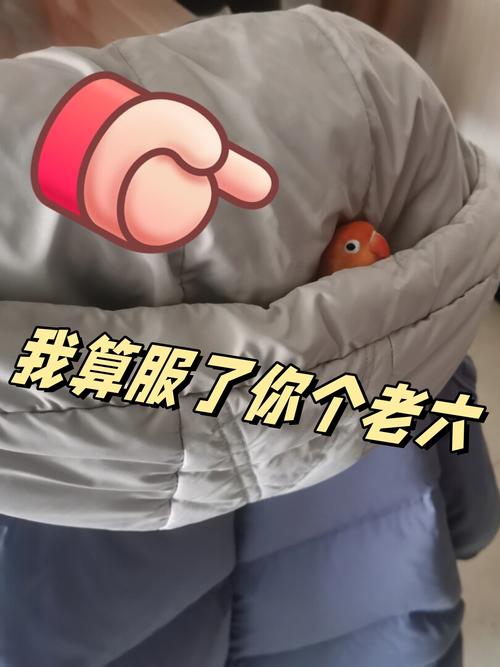 老六专用沙雕表情包_老六熊猫表情包，搞怪搞笑，网上聊天必备