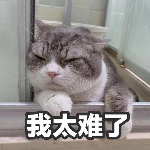 我太难了图片 搞笑_轻松时刻，幽默解压，分享或做壁纸！