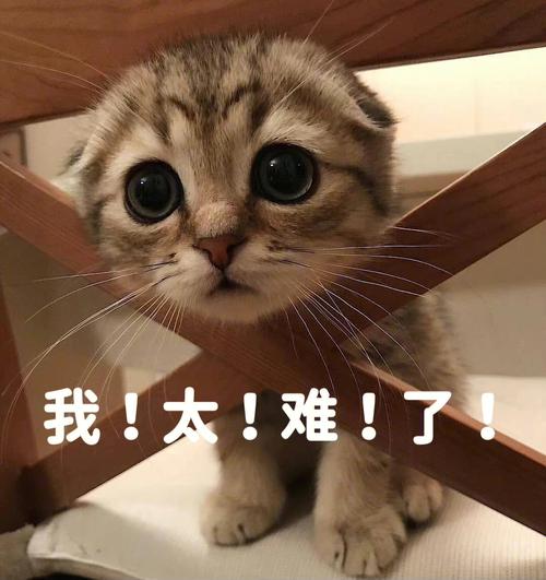 我太难了图片 搞笑_轻松时刻，幽默解压，分享或做壁纸！