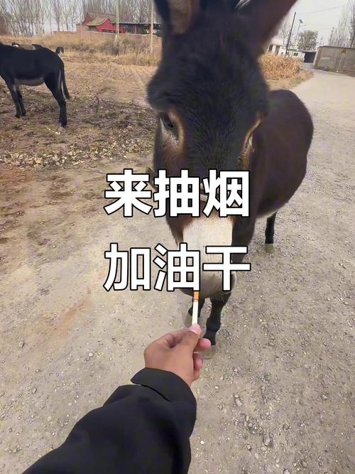 抽大烟恶搞图片_历史教学戒烟警示，聚会分享添乐趣